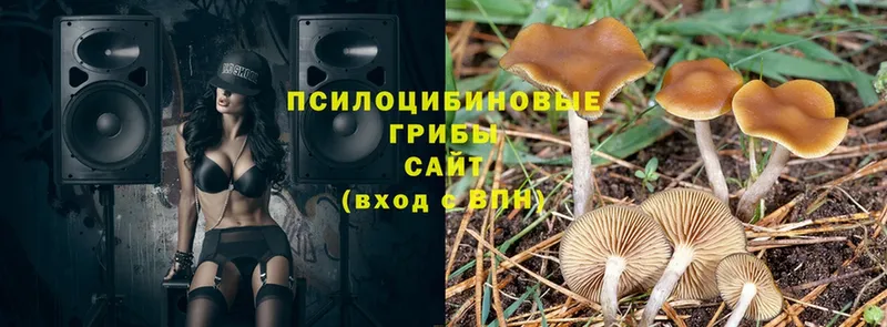 купить   Нижнекамск  Псилоцибиновые грибы прущие грибы 